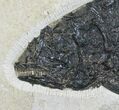 Large Phareodus Fossil Fish - Reduced Price #21929-2